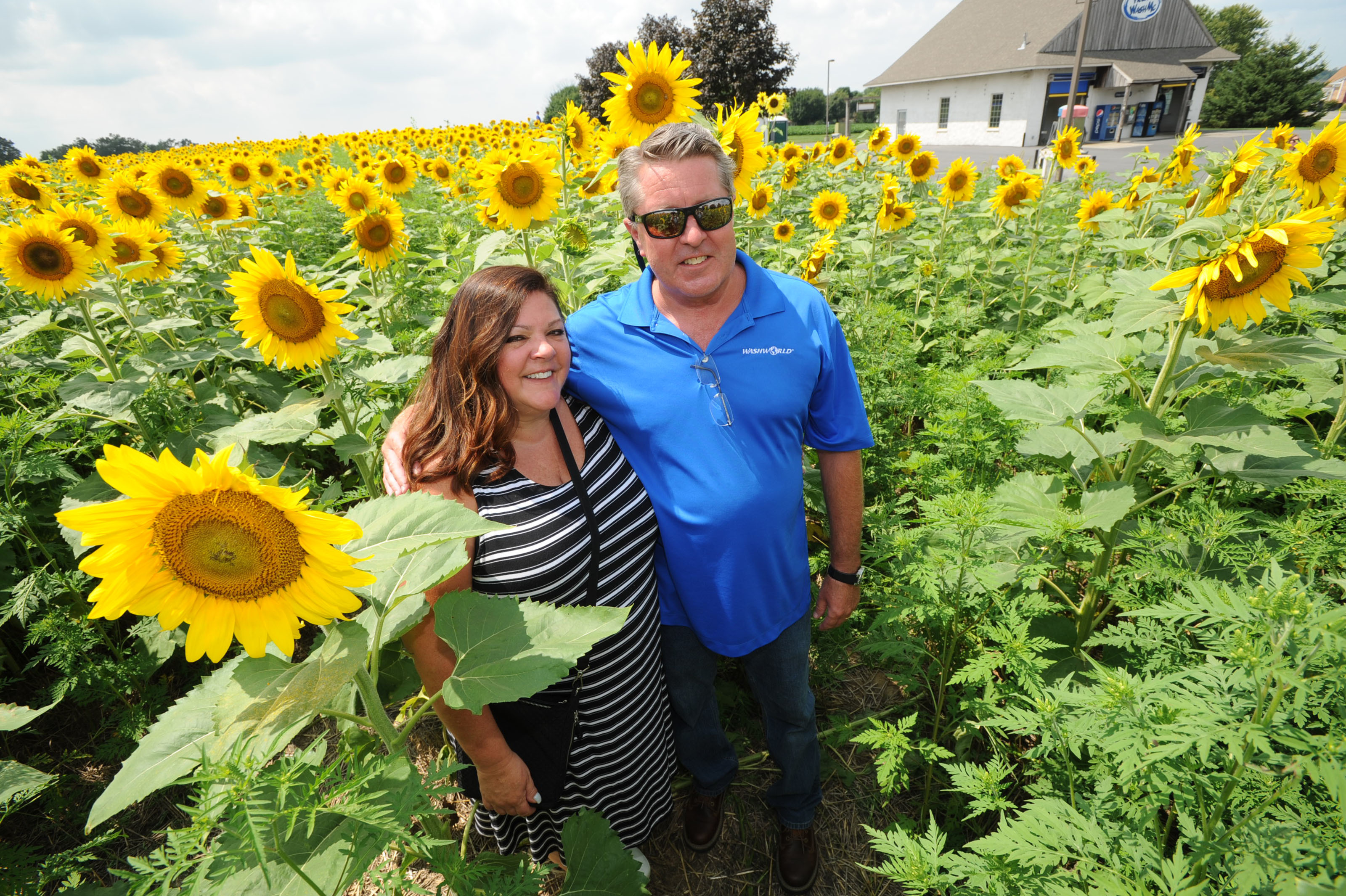 For two weeks every summer, this Chester County sunflower field is
